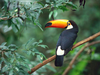 Toco Toucan Copy Image